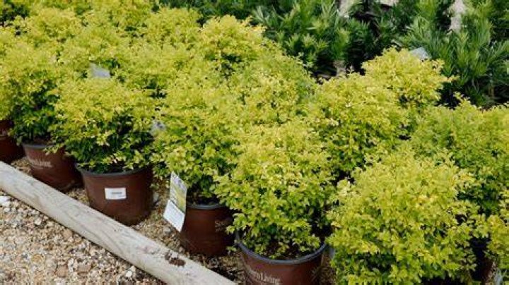 When to plant sunshine ligustrum?