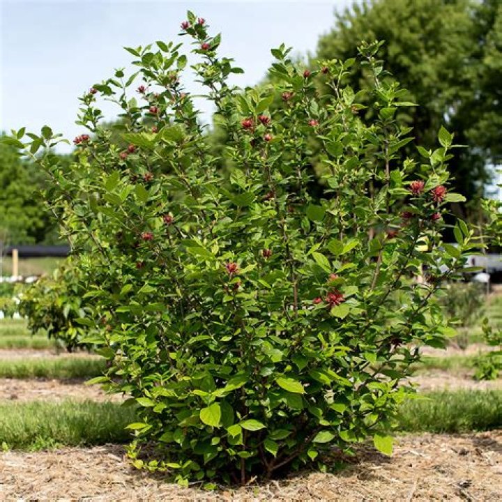 When to plant sweet shrub?