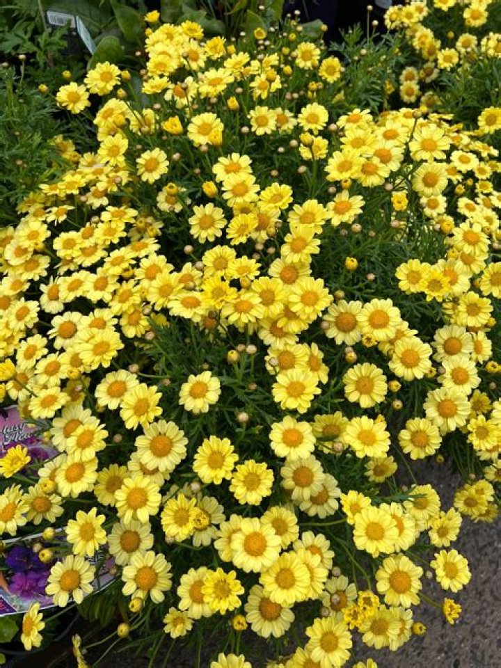 When to prune argyranthemum?