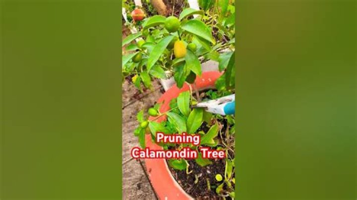 When to prune calamondin?