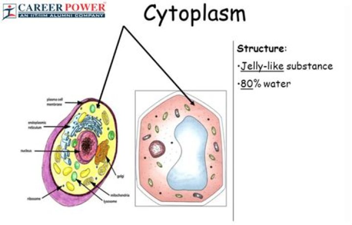 When to remove cytoplast membrane?