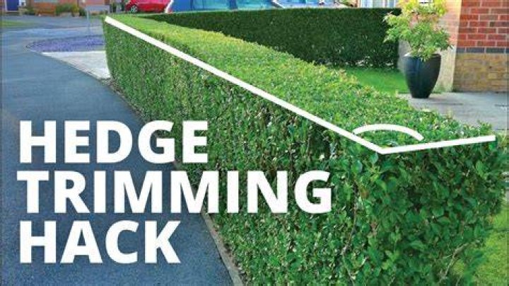 When to start trimming box hedges?