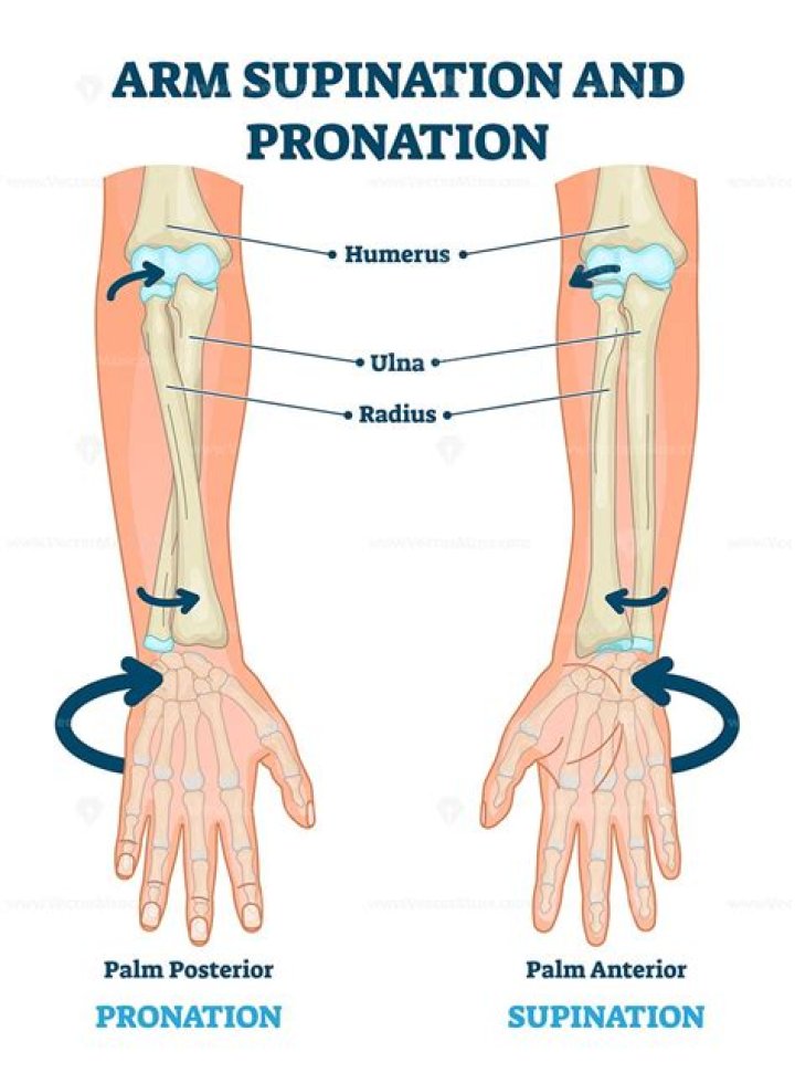 When you supinate the wrist you?