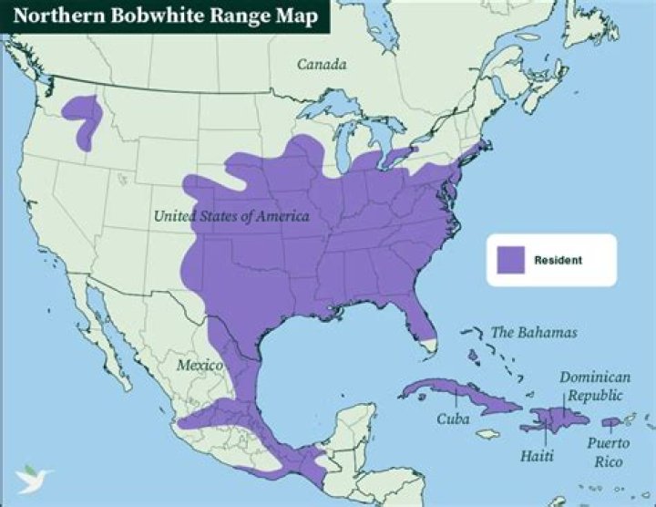Where are bobwhite quail found?