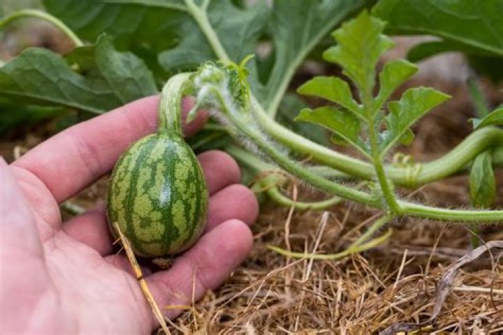 Where are dulcinea watermelons grown?