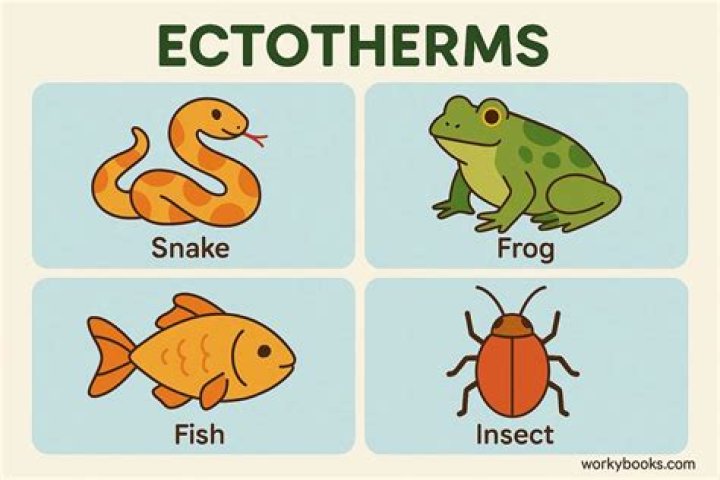 Where are ectotherm found?