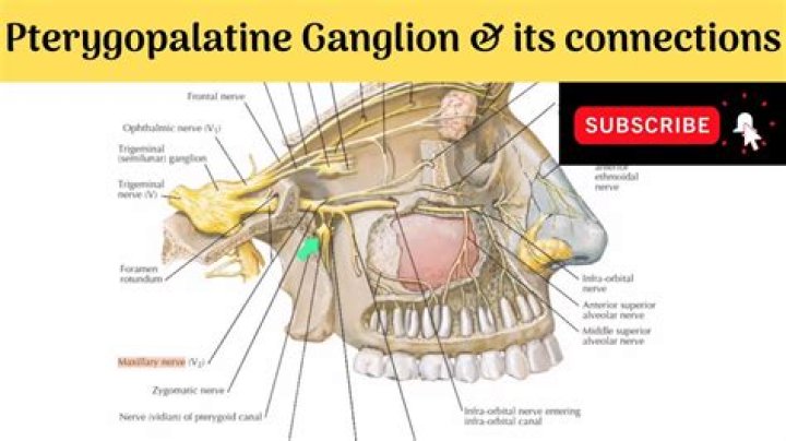 Where are ganglion found?