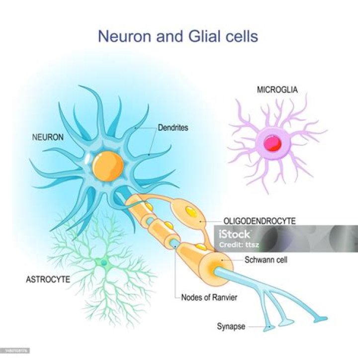 Where are glial cells located?