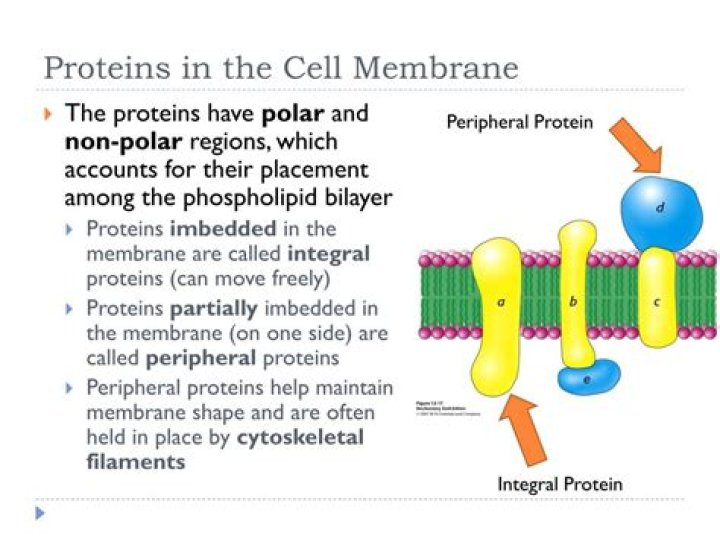 Where are proteins manufactured?