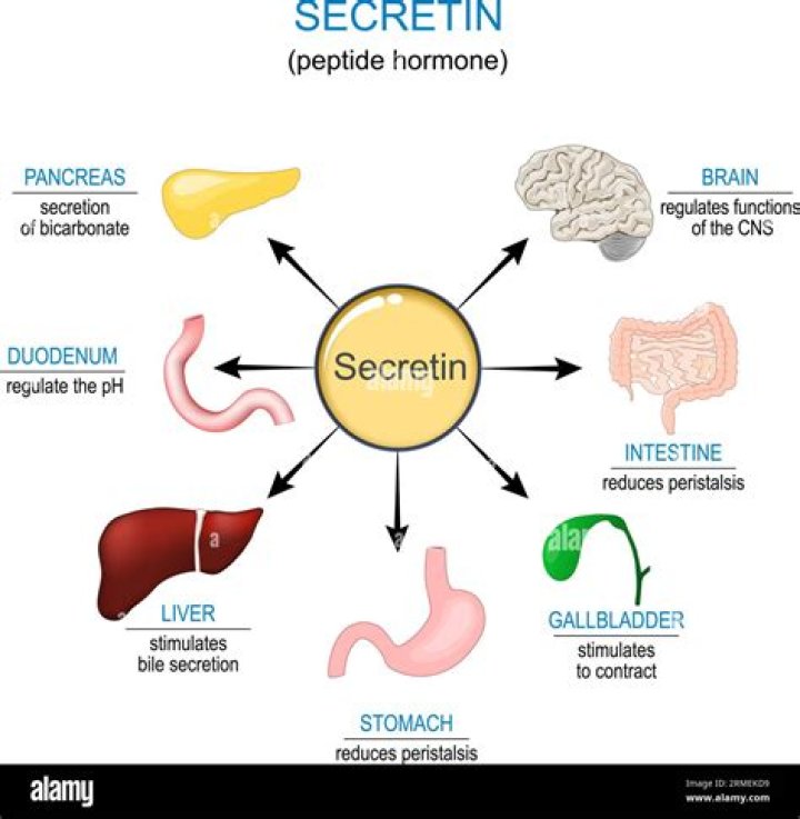 Where are releasing hormones secreted from?