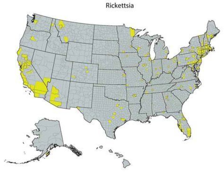 Where are rickettsia found?