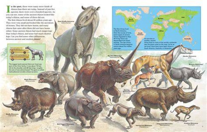 Where are the rhinoceros found?