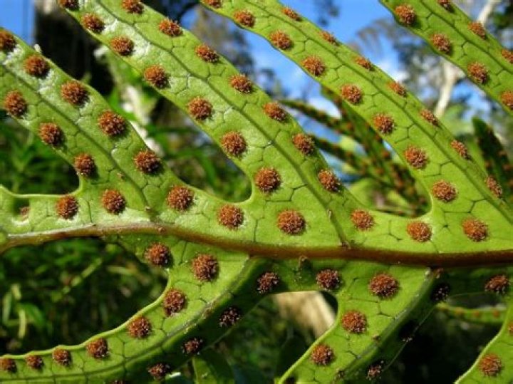 Where can spores be found?