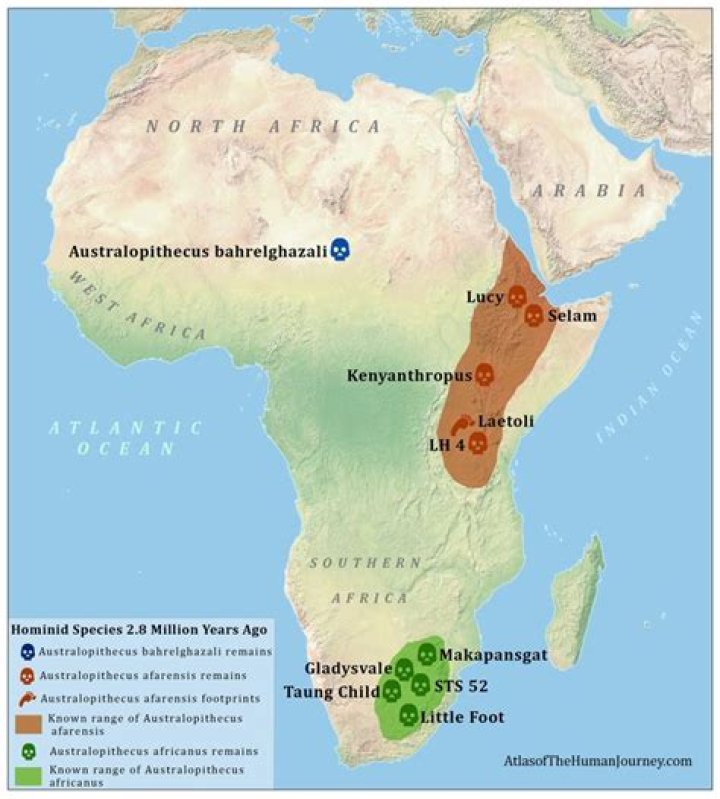 Where did proconsul africanus live?