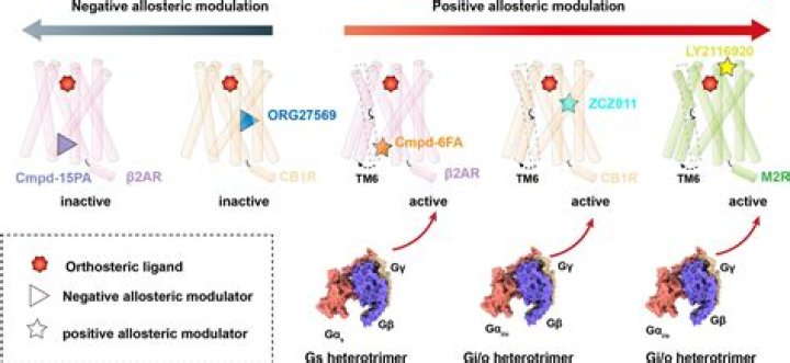 Where do allosteric modulators bind?