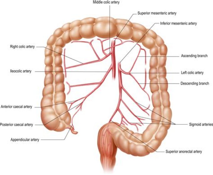 Where do colic come from?