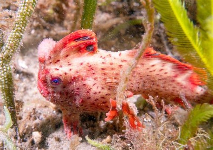 Where do handfish live?