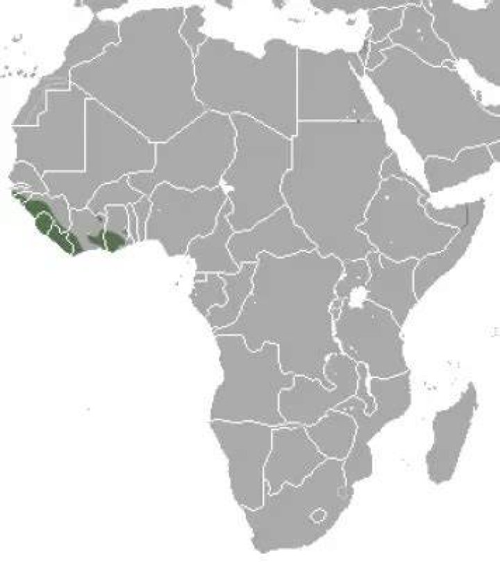 Where do mangabeys live?