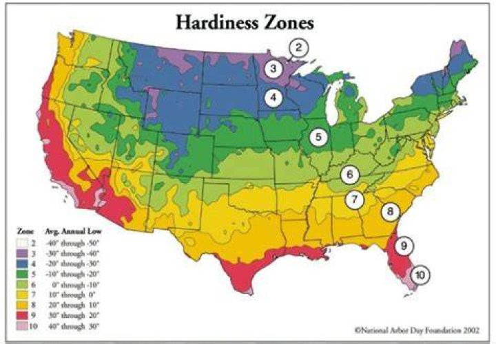 Where do mimosa trees grow?