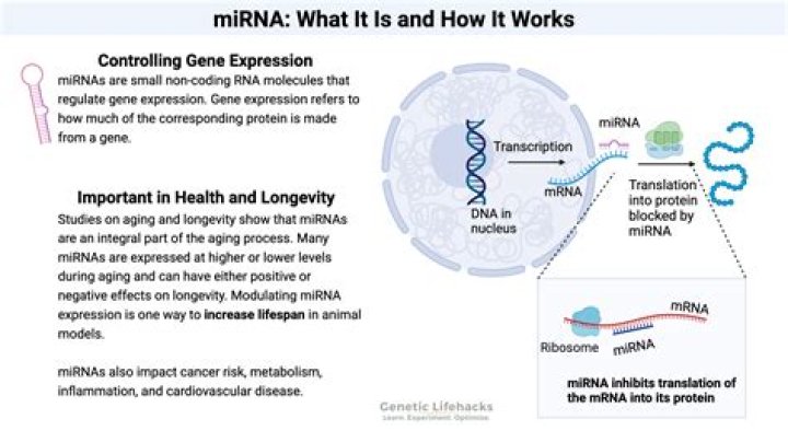 Where do mirnas originate?