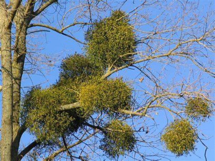 Where do mistletoes grow?
