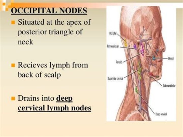 Where do occipital lymph nodes drain?
