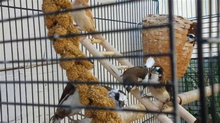 Where do society finches come from?