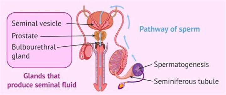 Where do sperm come from?
