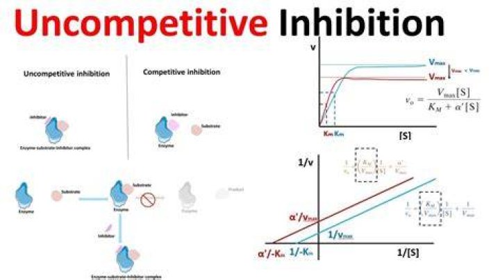 Where do uncompetitive inhibitors bind?