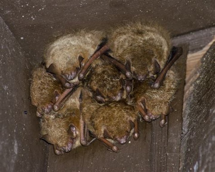 Where do western pipistrelle live?