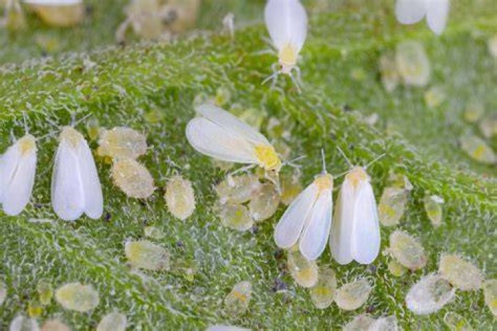 Where do whiteflies live?