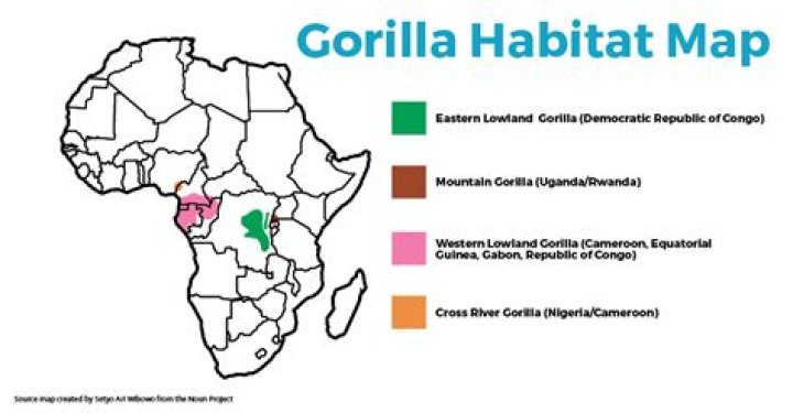 Where do zorillas live?