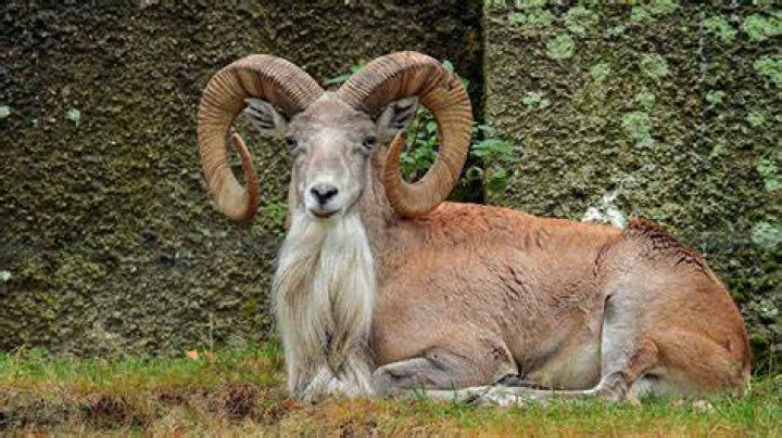 Where does a urial live?