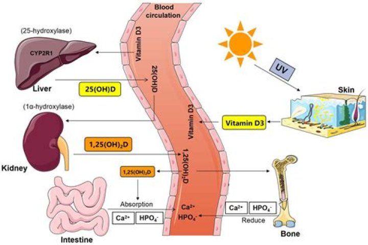 Where does calcium pantothenate come from?