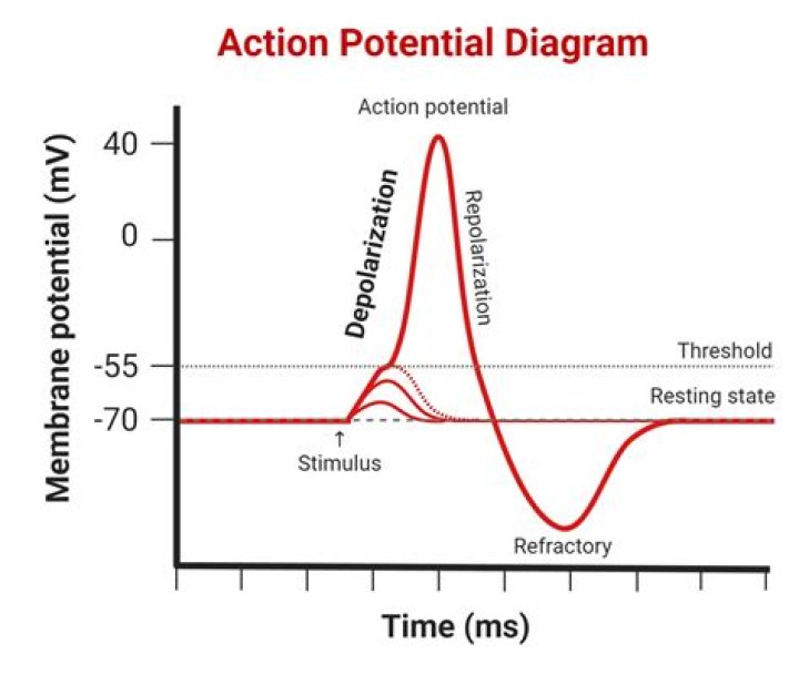 Where does depolarization occur in a neuron?