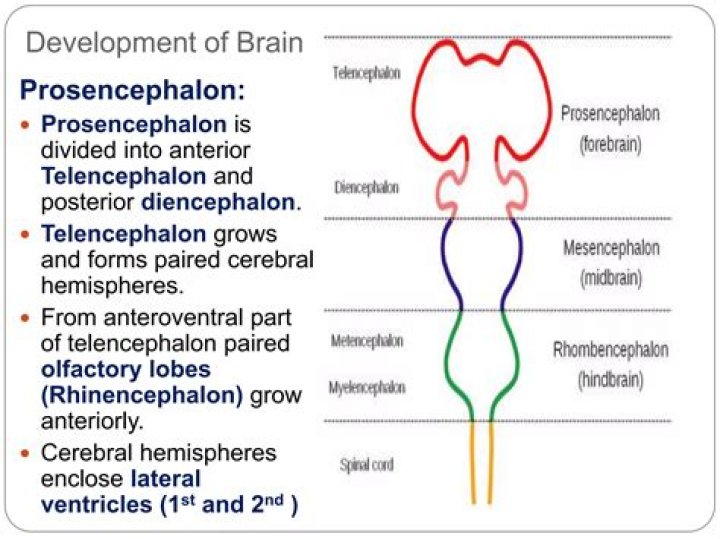 Where does prosencephalon come from?