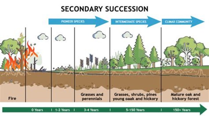 Where does secondary growth occur in plants?