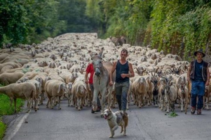 Where does transhumance happen?