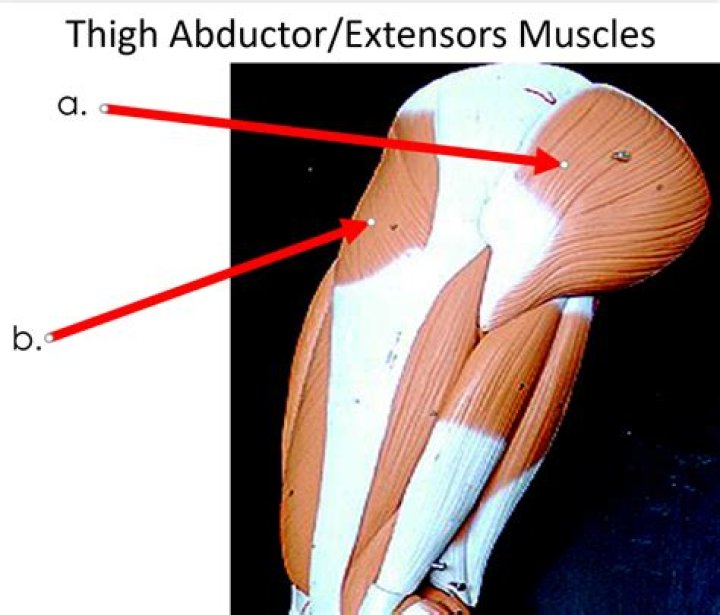 Where is abductor muscle?
