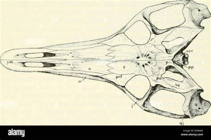 Where is antorbital fenestrae?