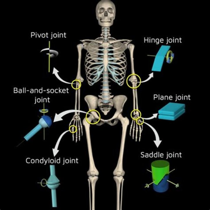 Where is arthrodial joint?