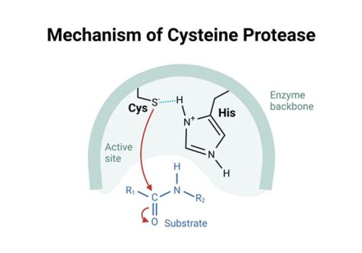 Where is cysteine found in the body?