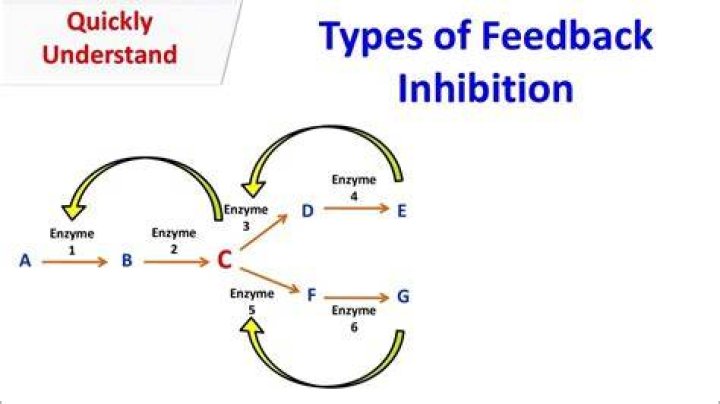 Where is feedback inhibition?