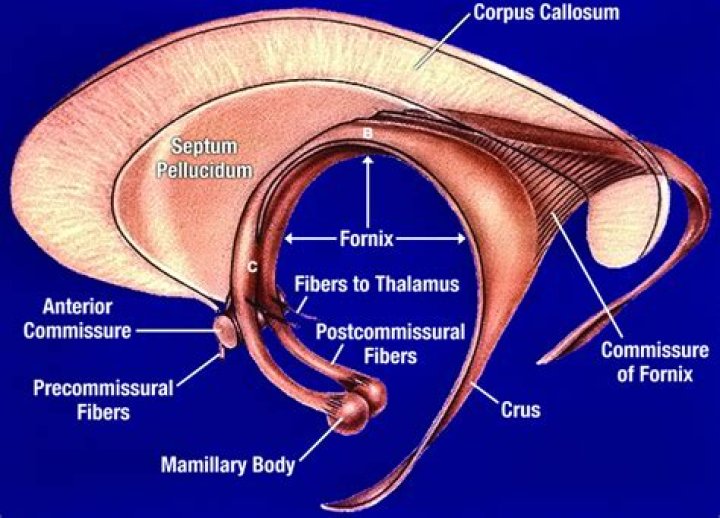 Where is forniceal rupture?