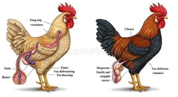 Where is gallus's body?