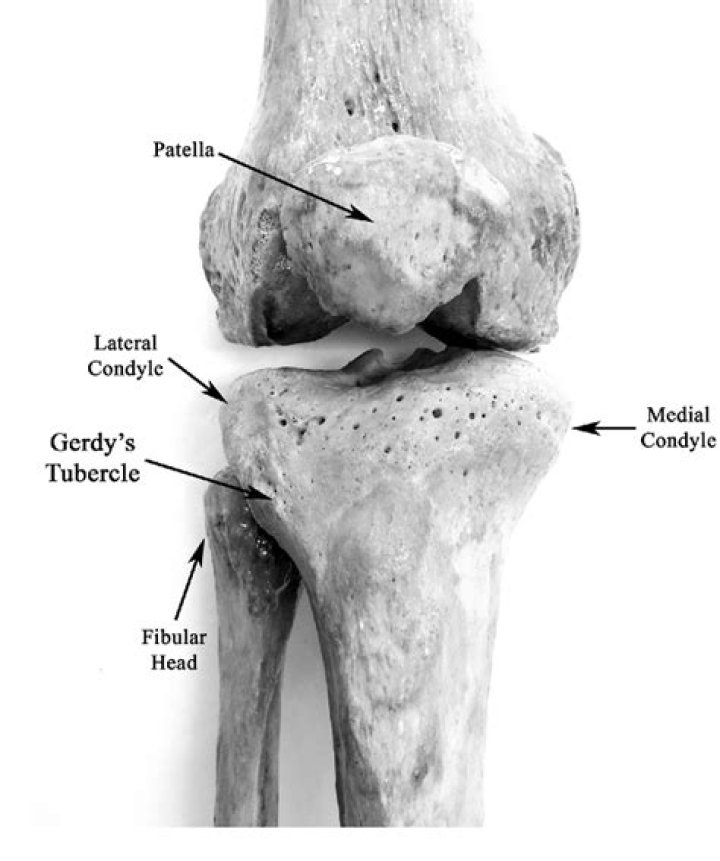 Where is gerdy's tubercle?