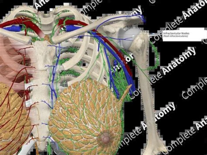 Where is infraclavicular located?
