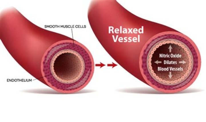 Where is nitric oxide released from?