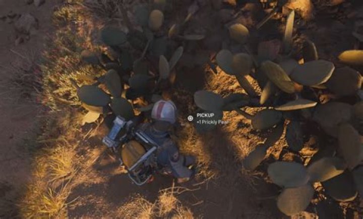 Where is prickly pear native to?