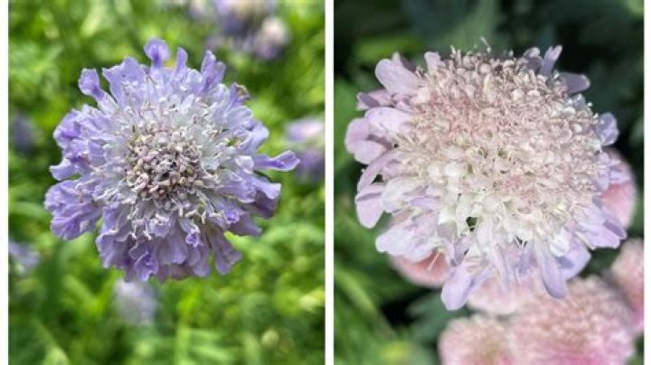 Where is scabiosa columbaria native to?
